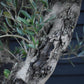 Olive Tree | Olea Europea - Specimen - Leaning double branch gnarly - Trunk height 60cm - Height 170cm - Girth 50cm - 160lt