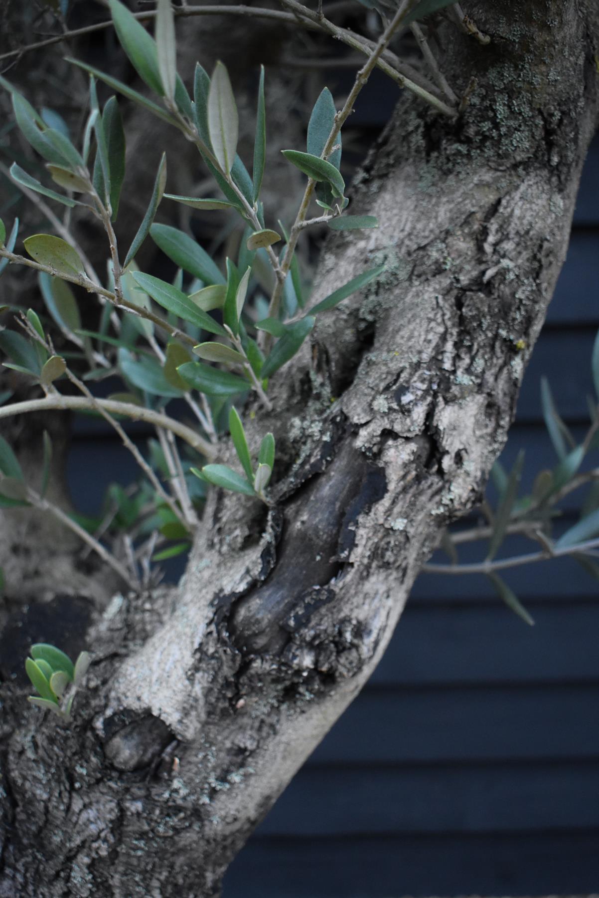 Olive Tree | Olea Europea - Specimen - Leaning double branch gnarly - Trunk height 60cm - Height 170cm - Girth 50cm - 160lt