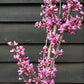 Cercis chinensis 'Avondale' - Height 150-200cm - 10lt