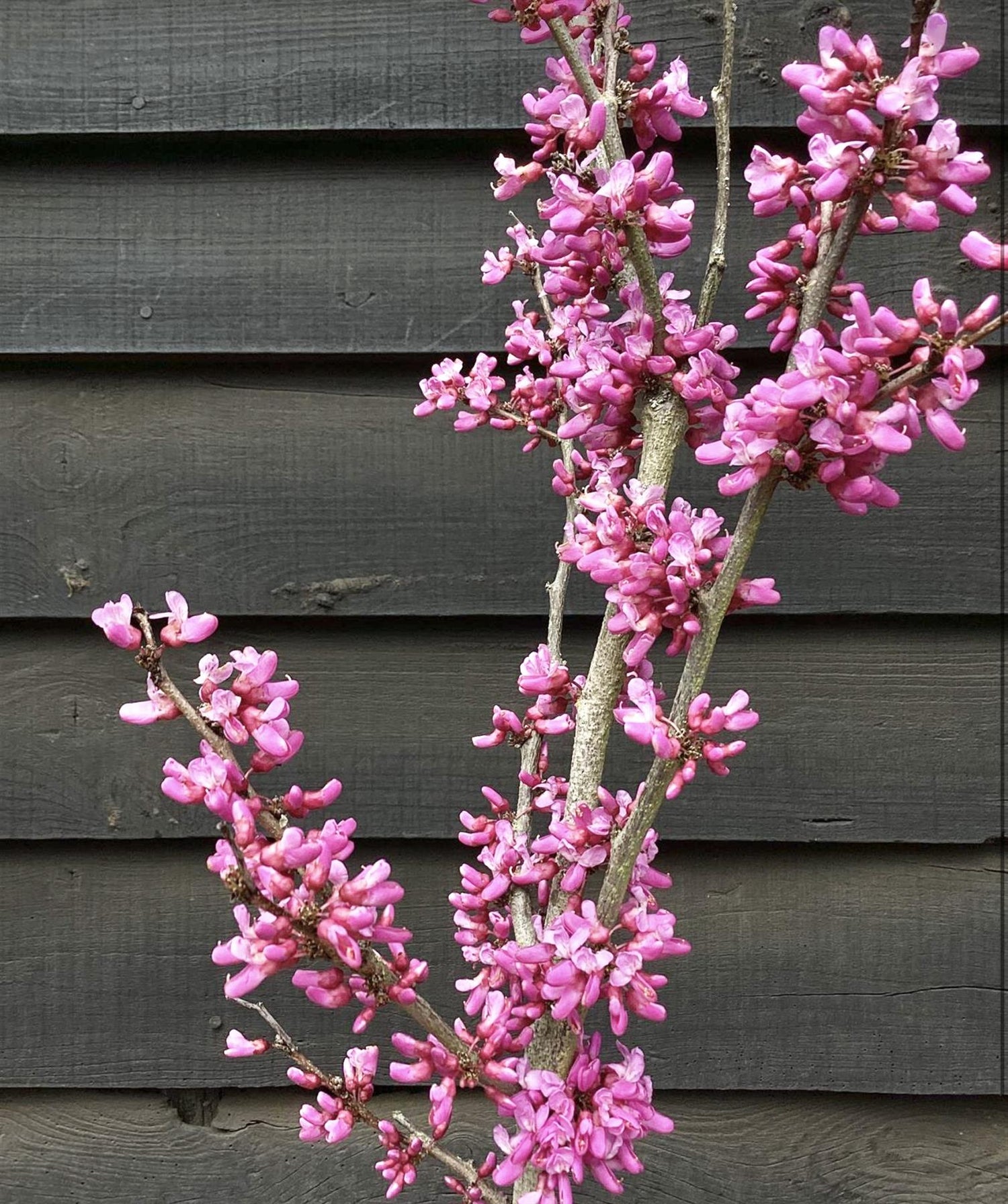 Cercis chinensis 'Avondale' - Height 150-200cm - 10lt