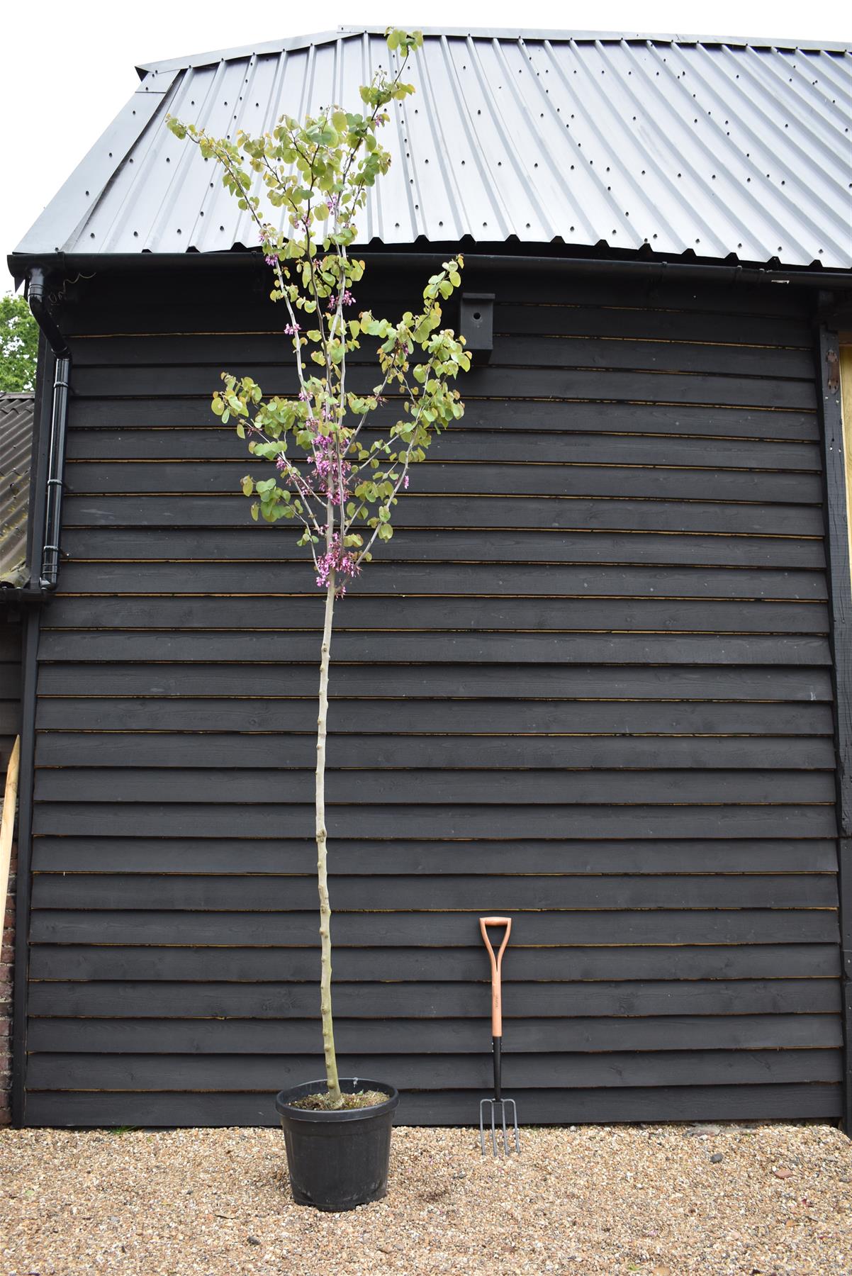 Judas tree | Cercis siliquastrum - Girth 8-10cm - 400-440cm - Clear Stem - 45lt