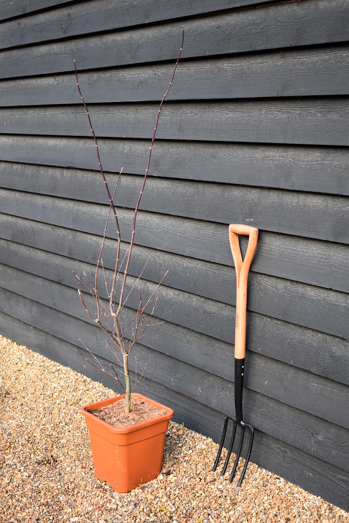 Japanese maple 'Black Lace' | Acer palmatum  - Height 160-170cm - 18-20lt