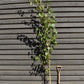 Betula albosinensis 'Fascination' | Chinese Red Birch - Height 300-320cm - 12lt