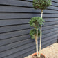 Ligustrum Jon Pom Pom 3 Ball | Privet Topiary - Height 150cm - 35lt