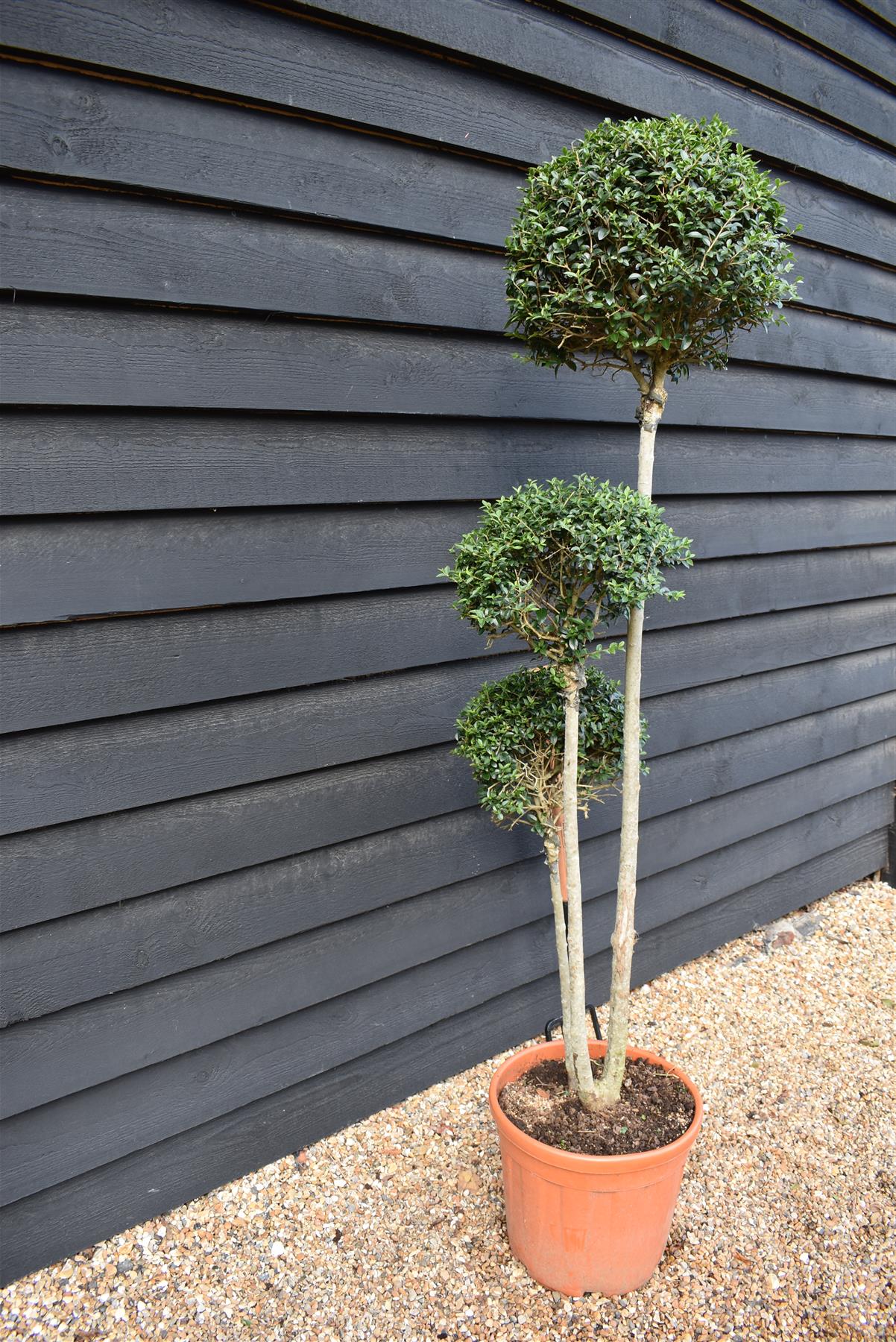 Ligustrum Jon Pom Pom 3 Ball | Privet Topiary - Height 150cm - 35lt