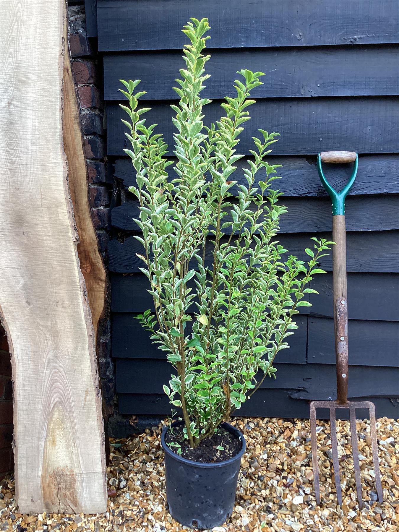 Ligustrum ovalifolium 'Aureum' | Golden Privet - 100-120cm, 10lt