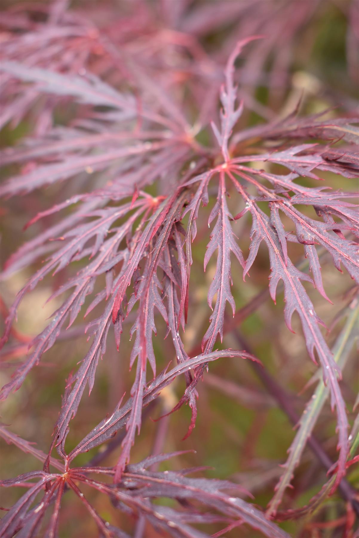 Acer palmatum 'Garnet' | Japanese Maple 'Garnet' - Bushy - Height 120-140cm - 35lt