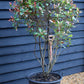 Photinia x fraseri Red Robin Compacta - Multistem - Height 180cm - 90lt