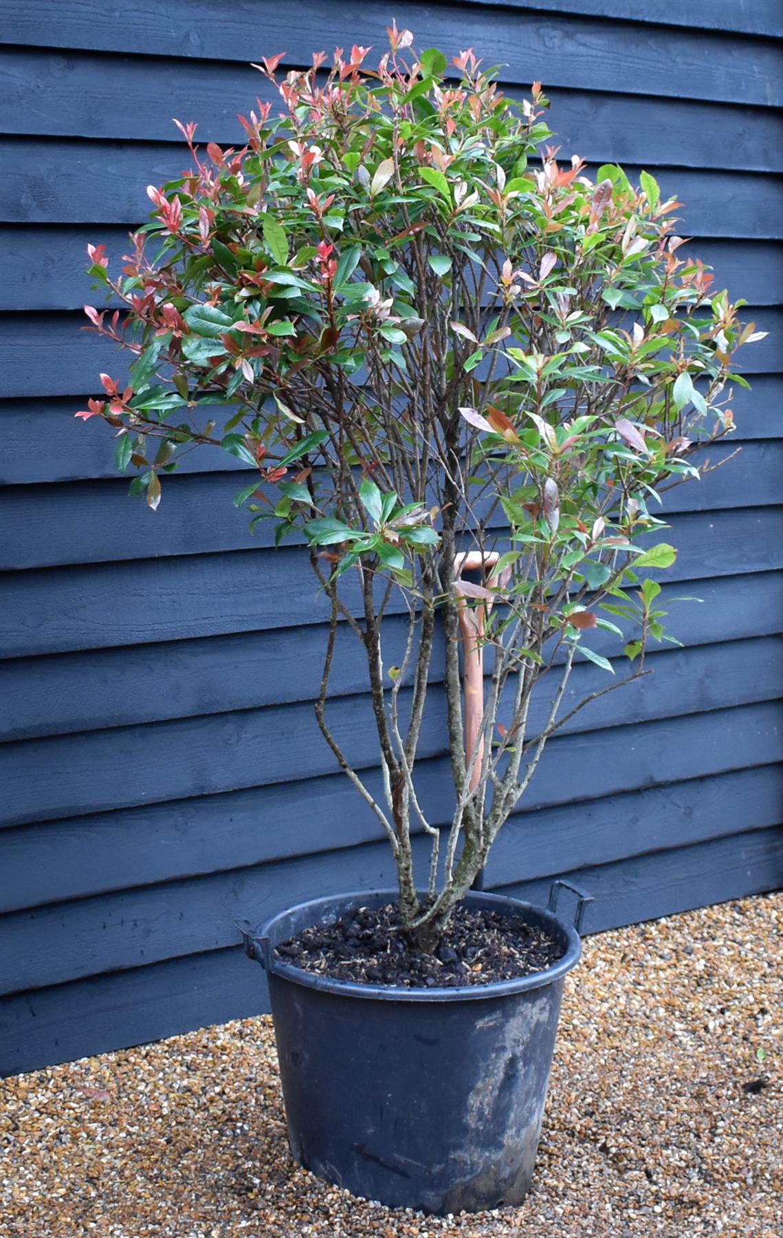 Photinia x fraseri Red Robin Compacta - Multistem - Height 180cm - 90lt