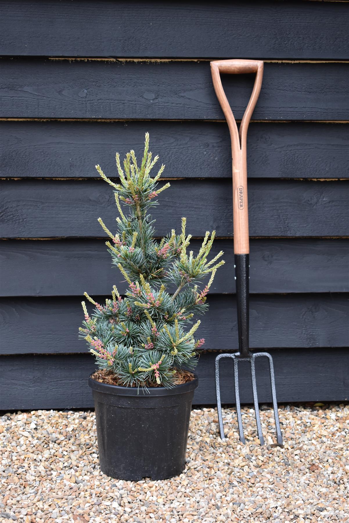 Pinus parviflora 'Negishi' | Japanese white pine - Height 50-60cm - Width 30cm - 10-12lt