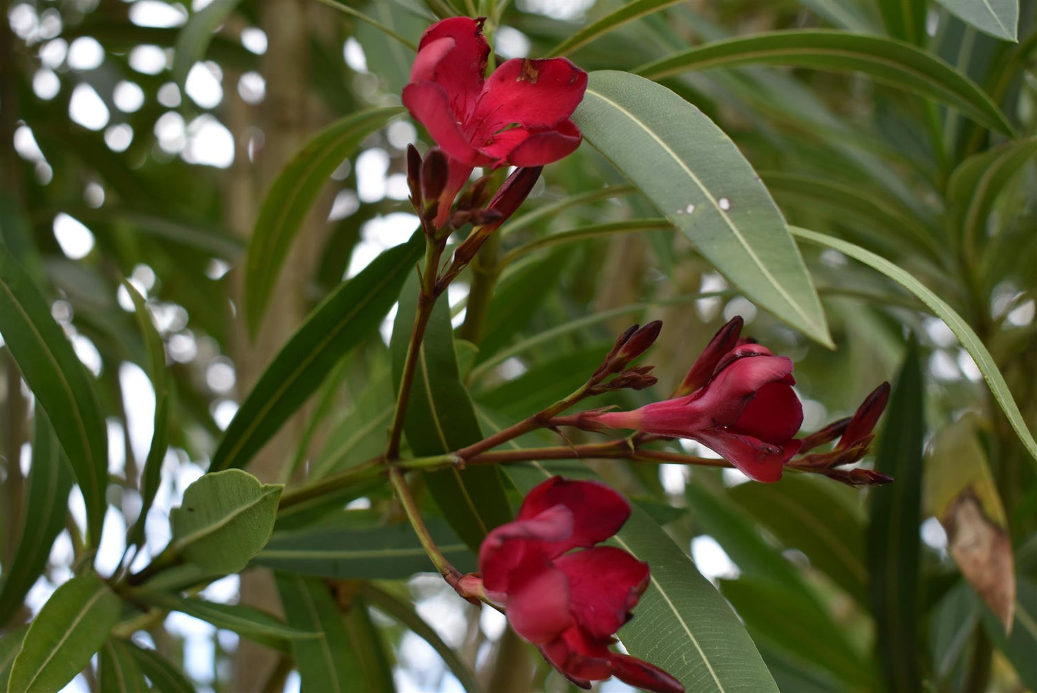 Nerium oleander - Clear Stem - 330-350cm - 90lt