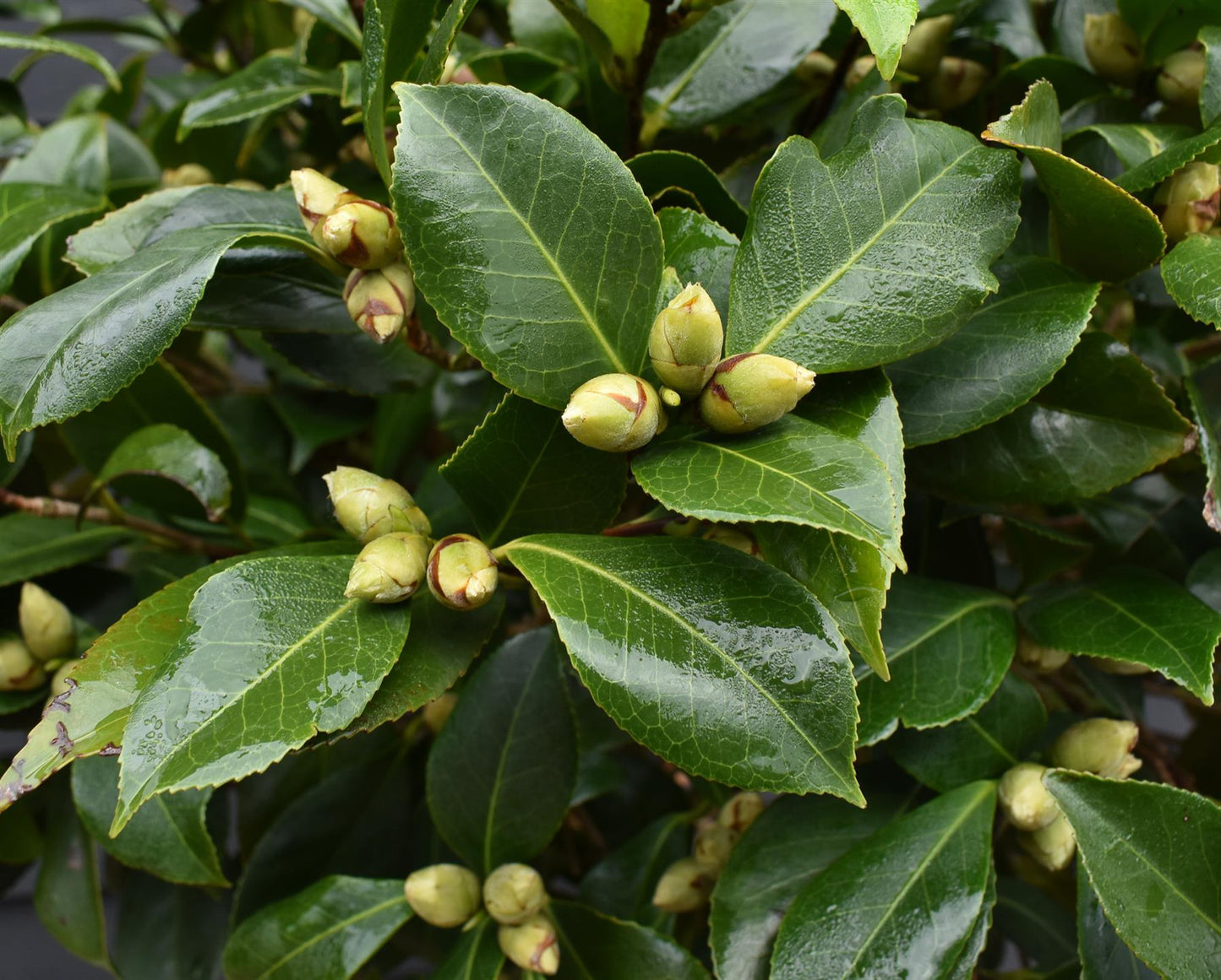 Camellia Japonica - Pearl Maxwell - Pink - Single Stem 100cm - Height 180cm - 45lt