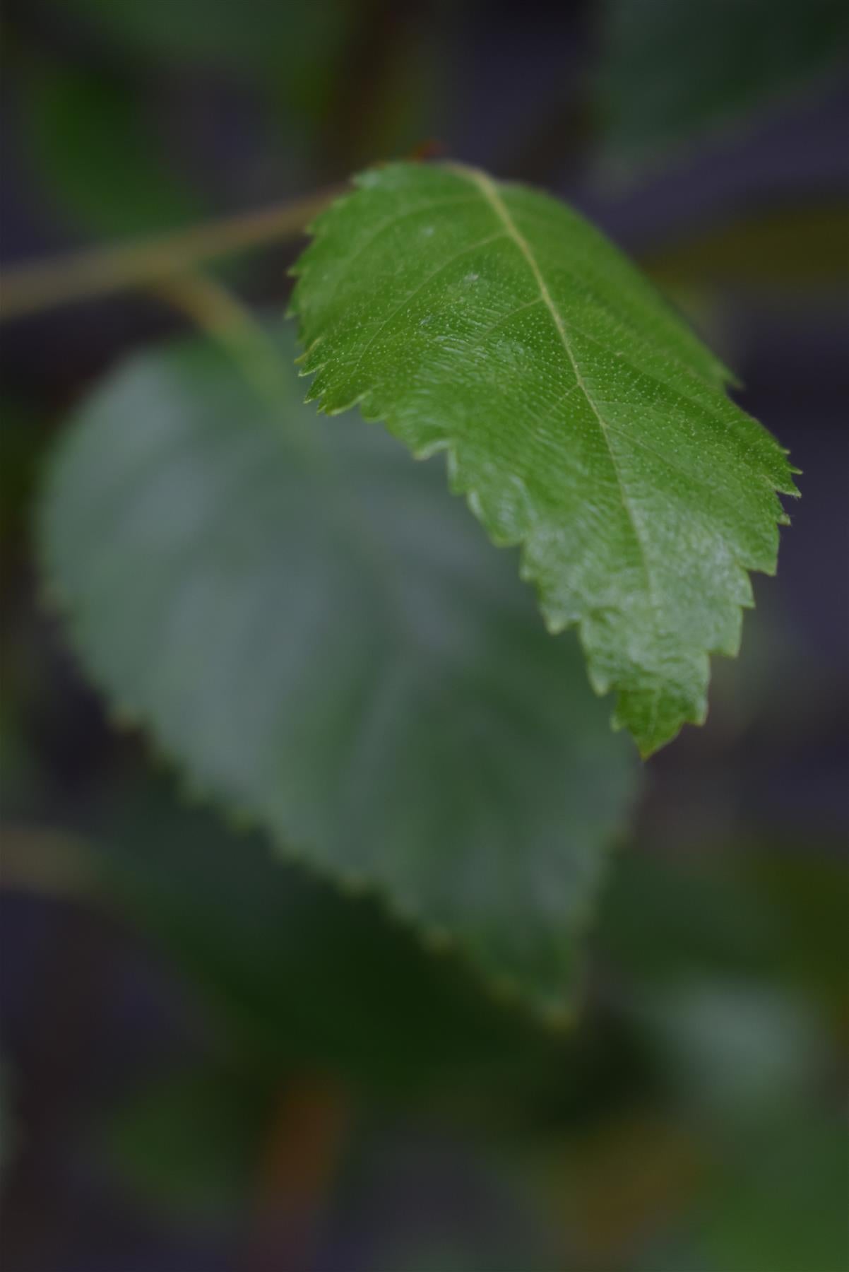 Betula utilis jacquemontii | Kashmir Birch - Multistem - Height 350-400cm, 45lt