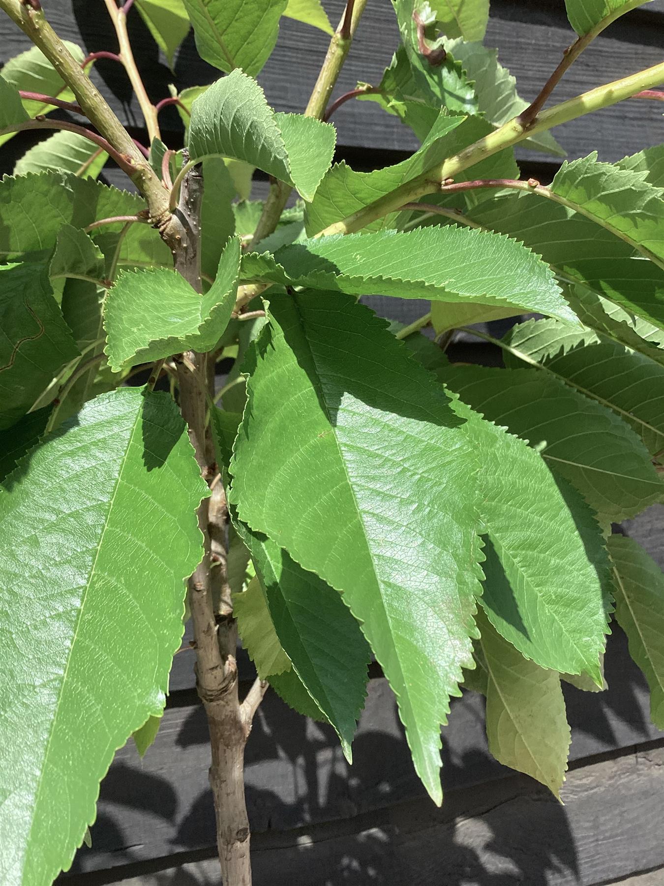 Cherry tree 'Van' | Prunus avium 'Van' - 100-120cm - 10lt