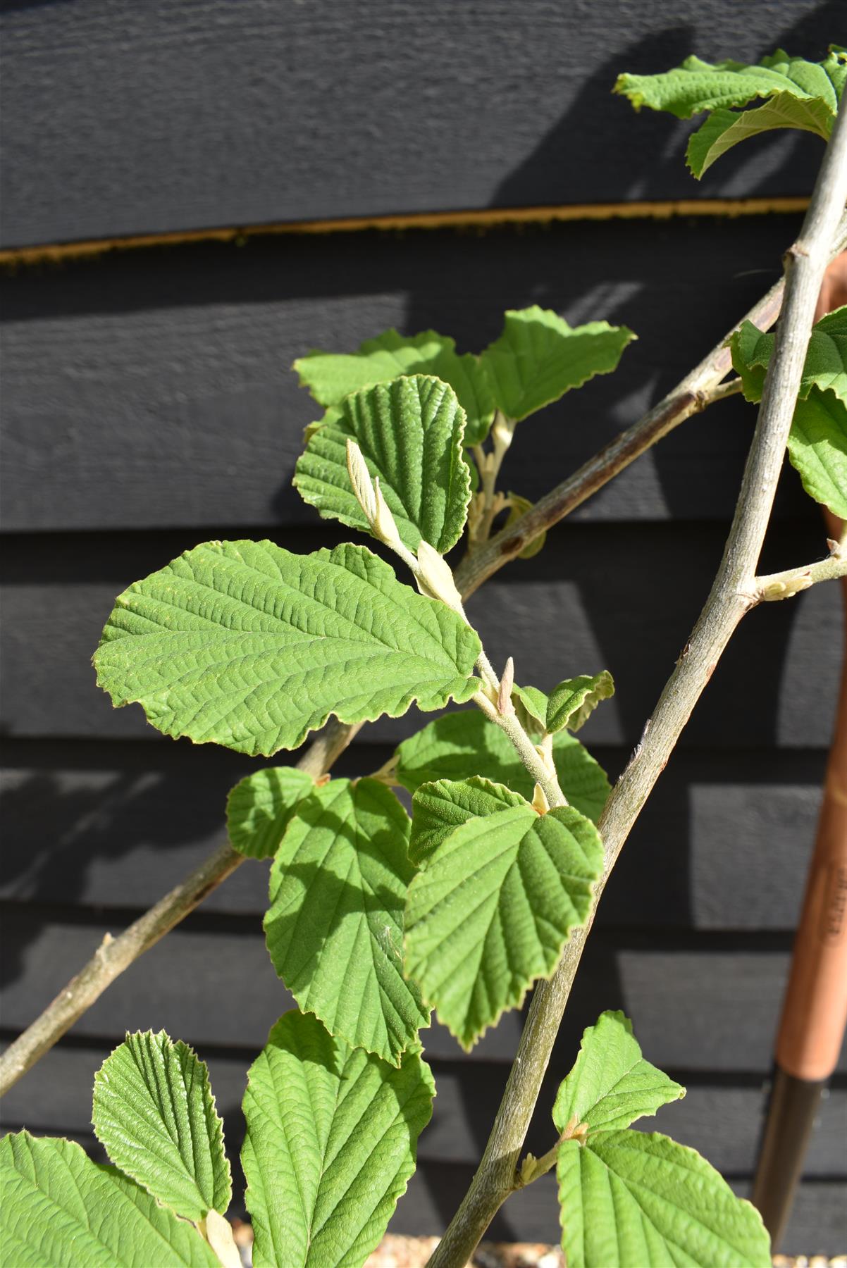 Hamamelis x intermedia 'Pallida' | Witch hazel - Height 150cm - 25lt