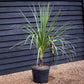 Cordyline indivisa | Mountain Cabbage Tree - 120-180cm - 40lt