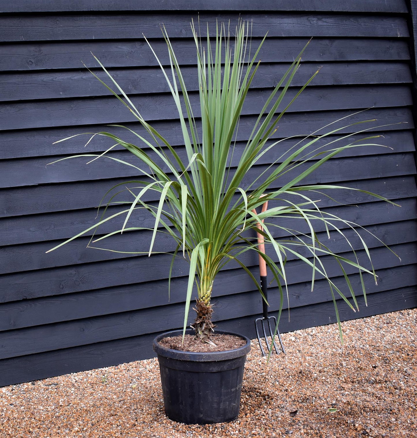 Cordyline indivisa | Mountain Cabbage Tree - 120-180cm - 40lt