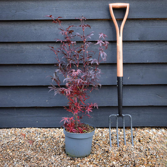 Japanese maple Skeeters Broom | Acer palmatum - Bushy - Height 80cm - 4lt