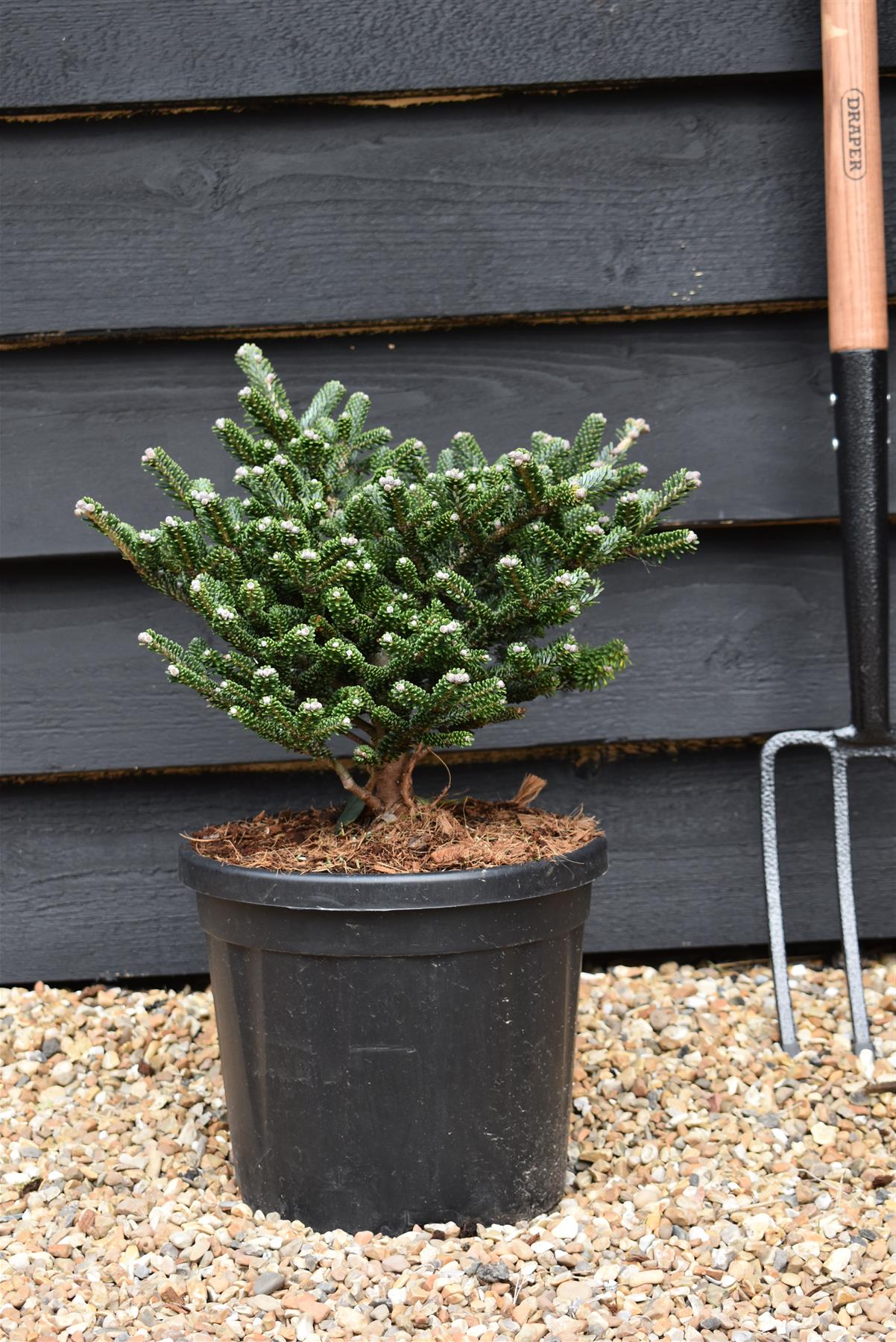 Abies koreana 'Alphinstar' | Korean Fir - Height 30-40cm - Width 30-40cm - 8lt