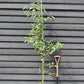 Malus Gorgeous | Crab Apple -  Height - 180-200cm - 20lt