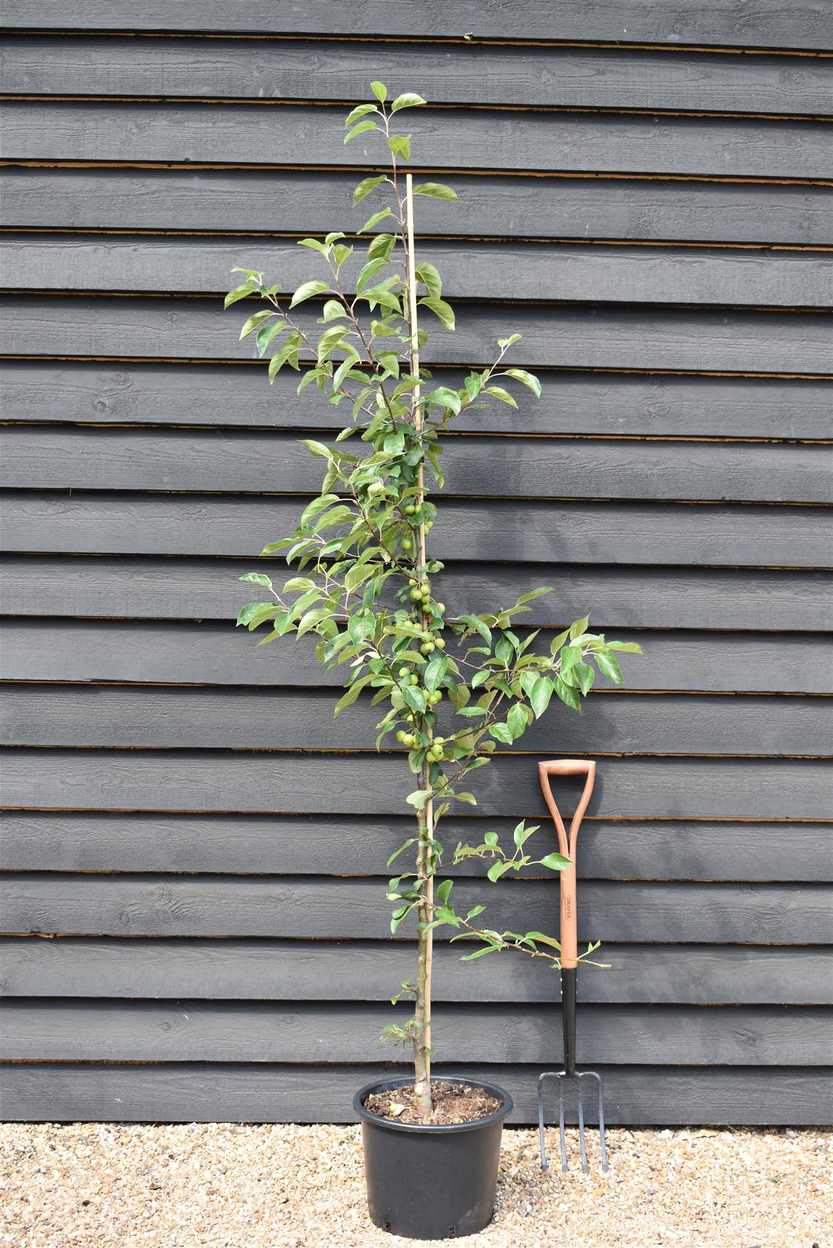 Malus Gorgeous | Crab Apple -  Height - 180-200cm - 20lt