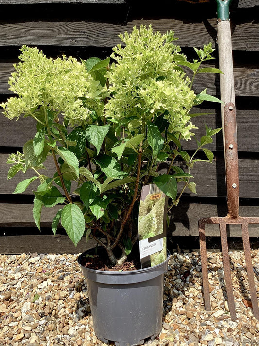 Hydrangea paniculata 'Skyfall' - 30-40cm - 5lt