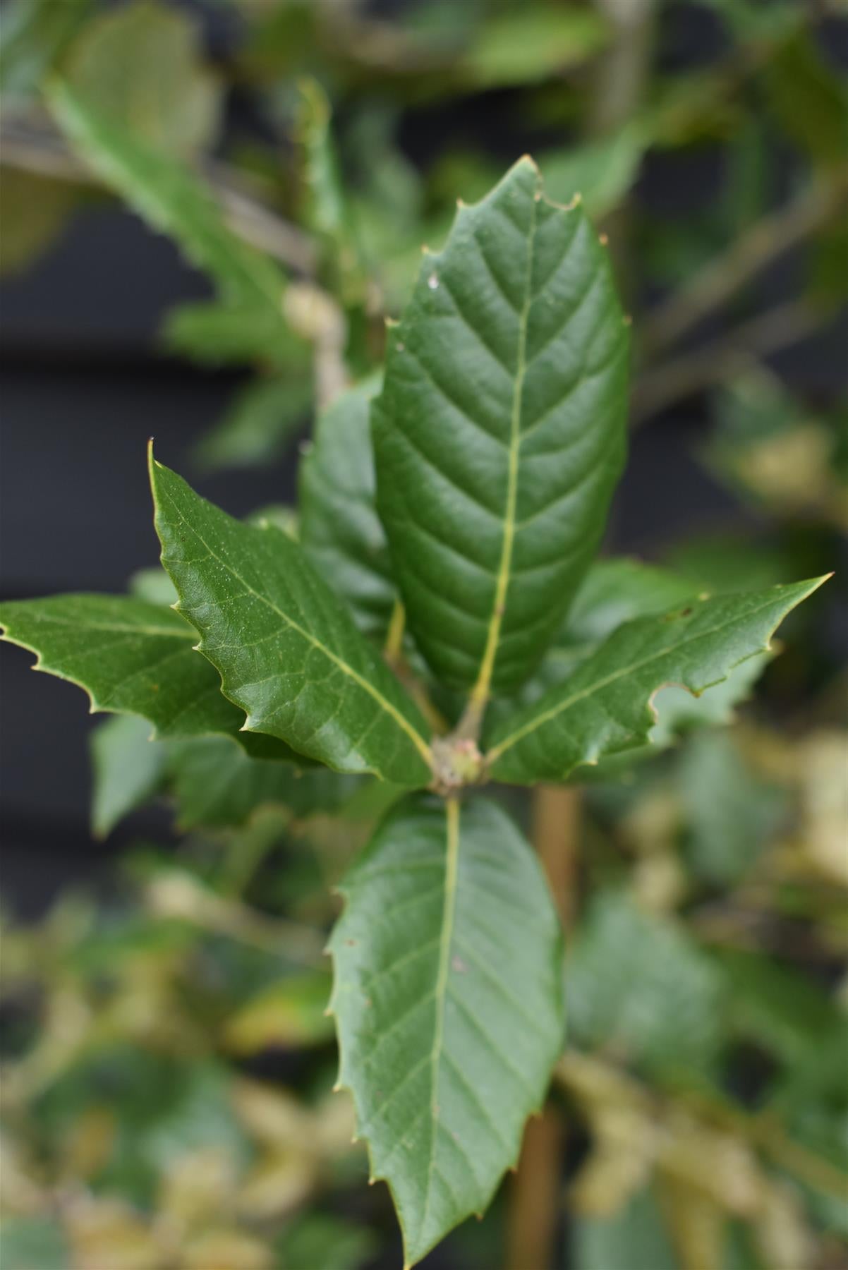 Holm Oak | Evergreen Oak | Quercus Ilex - Bushy - 130-160cm - 20lt