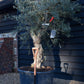 Olive Tree |Olea Europea - Specimen - Straight double branch - Trunk height 80cm - Height 200cm - Girth 56cm - 160lt