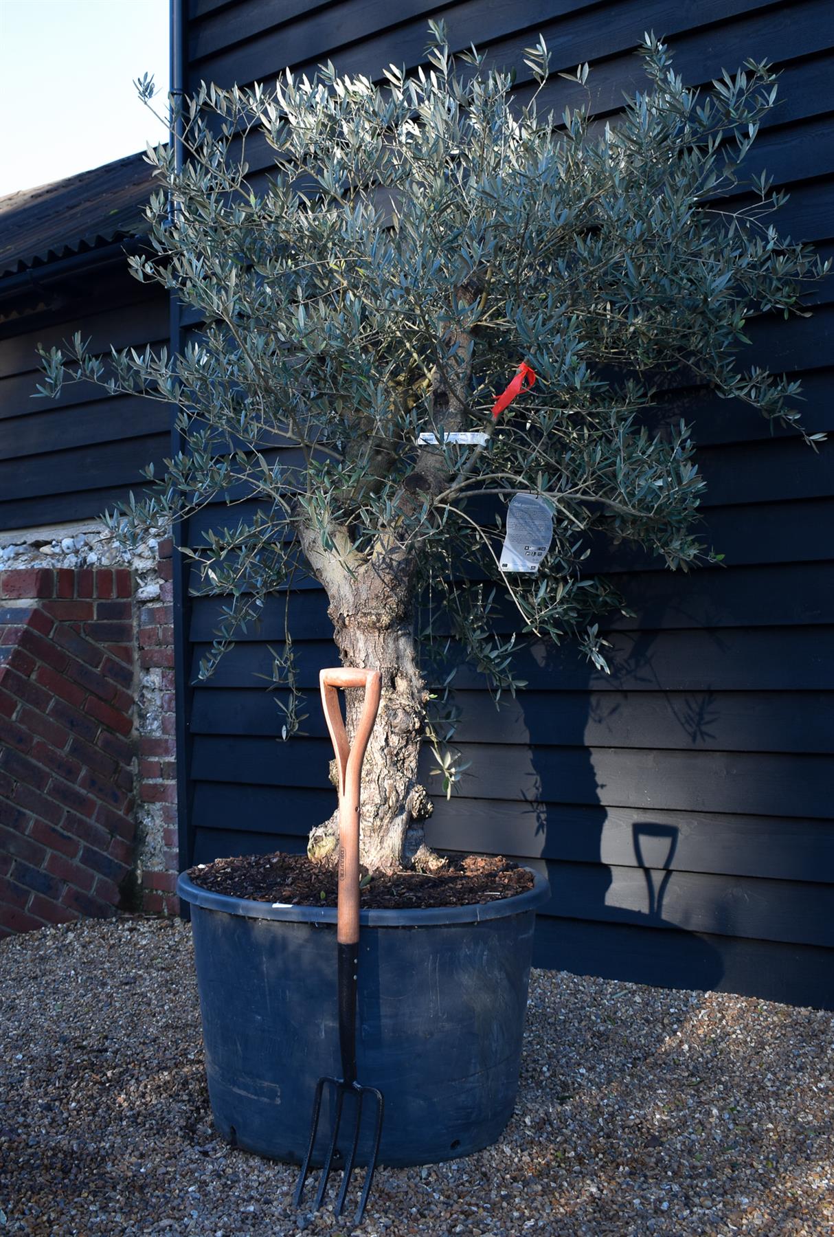 Olive Tree |Olea Europea - Specimen - Straight double branch - Trunk height 80cm - Height 200cm - Girth 56cm - 160lt