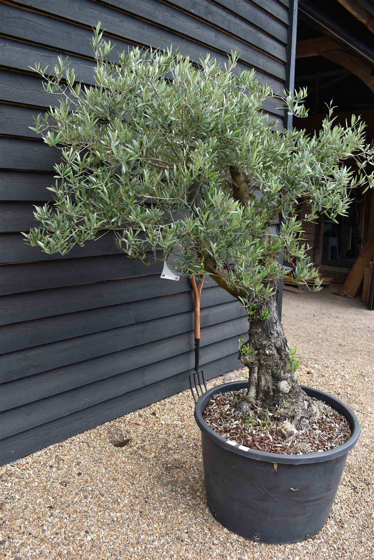 Olive Tree | Olea Europea 1/2 Std Girth 54cm - 255-265cm, 160lt