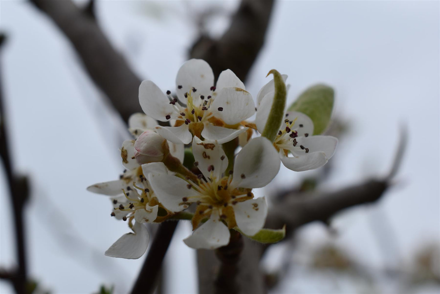 Pear tree 'Ercolini' | Pyrus communis  - Girth 18-20cm - 220-240cm - 50lt