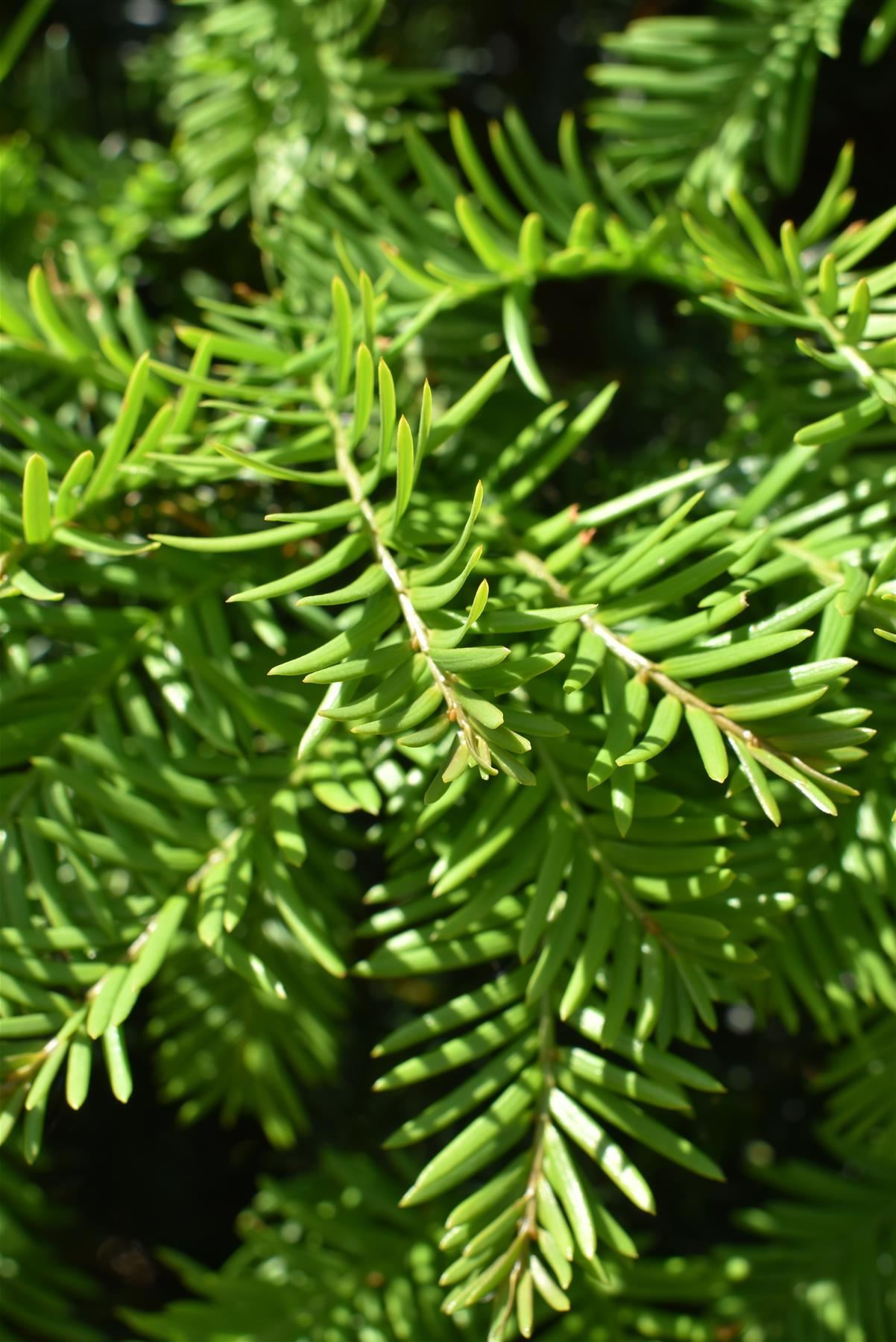 Taxus baccata | Common Yew - Cone - 280-300cm, 350lt