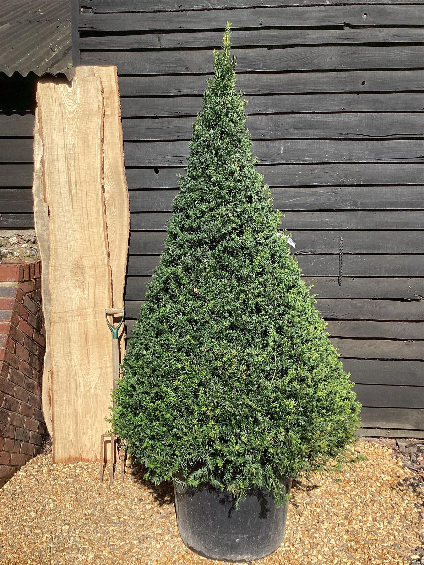 Taxus baccata - Cone - 240-250cm, 110lt