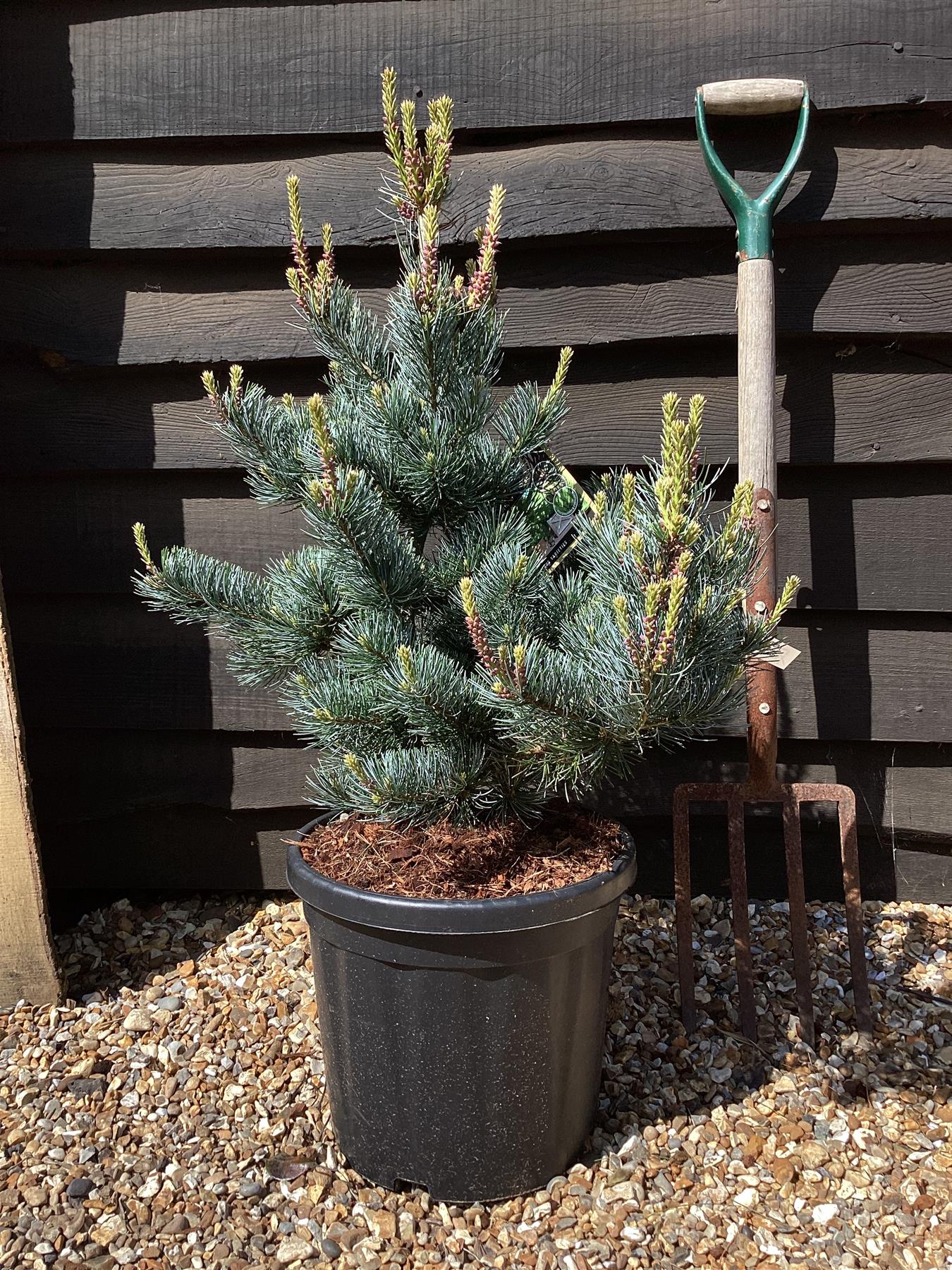 Pinus parviflora 'Ara kawa'| Japanese white pine 'Negishi' - 75-85cm - 15lt