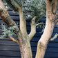 Olive Tree | Olea Europea - Specimen - Branched Out - Height 250 -300 cm - 280lt