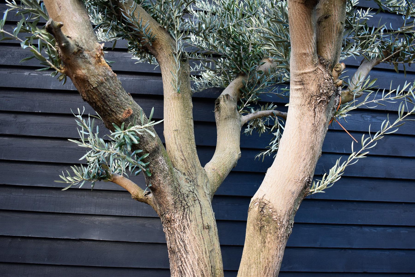 Olive Tree | Olea Europea - Specimen - Branched Out - Height 250 -300 cm - 280lt