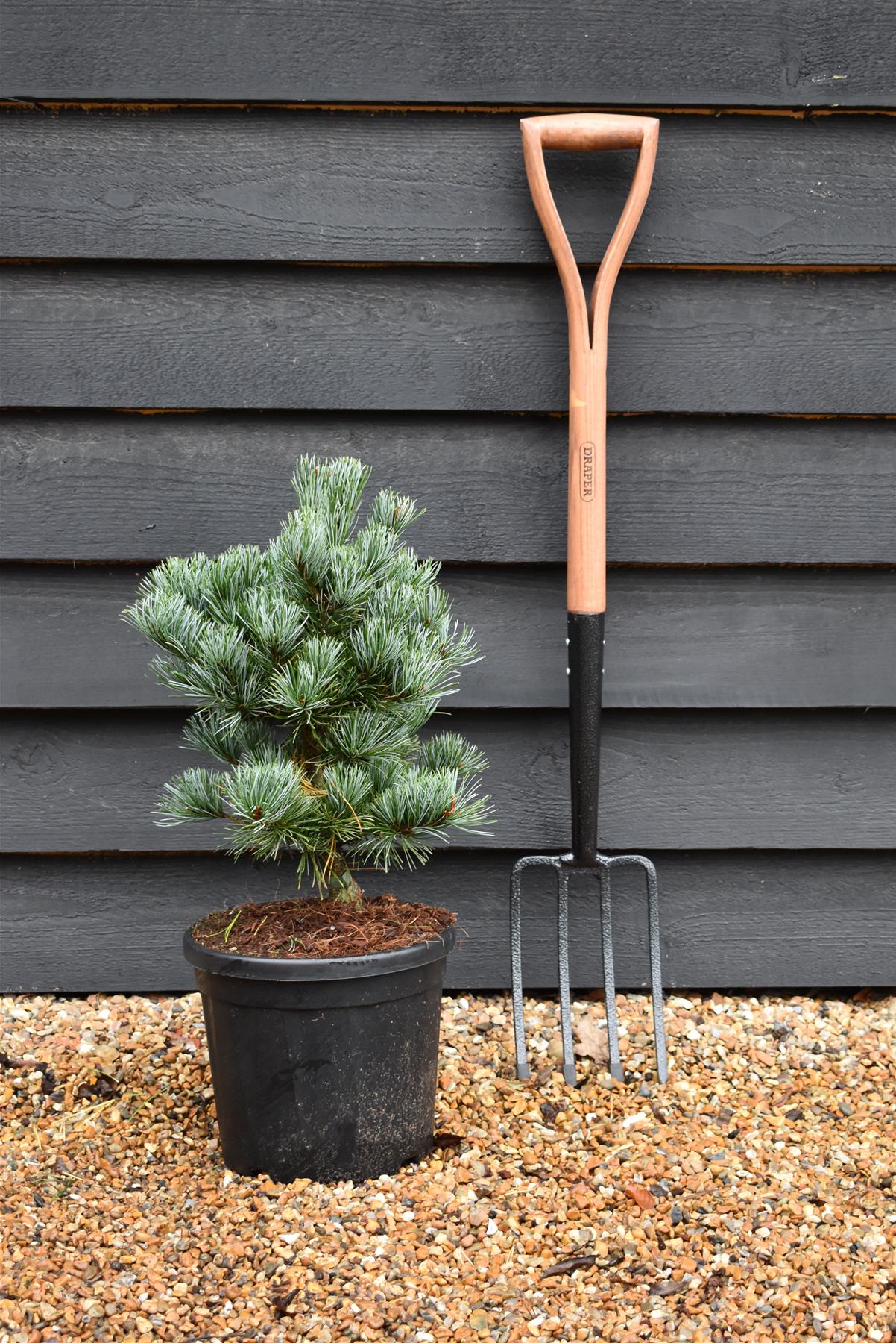 Pinus parviflora 'Negishi' | Japanese white pine - Height 45-55cm - 8lt