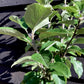 Apple tree 'King of the Pippins' | Malus Domestica - Semi Dwarfing - Height 150-180cm, 20lt