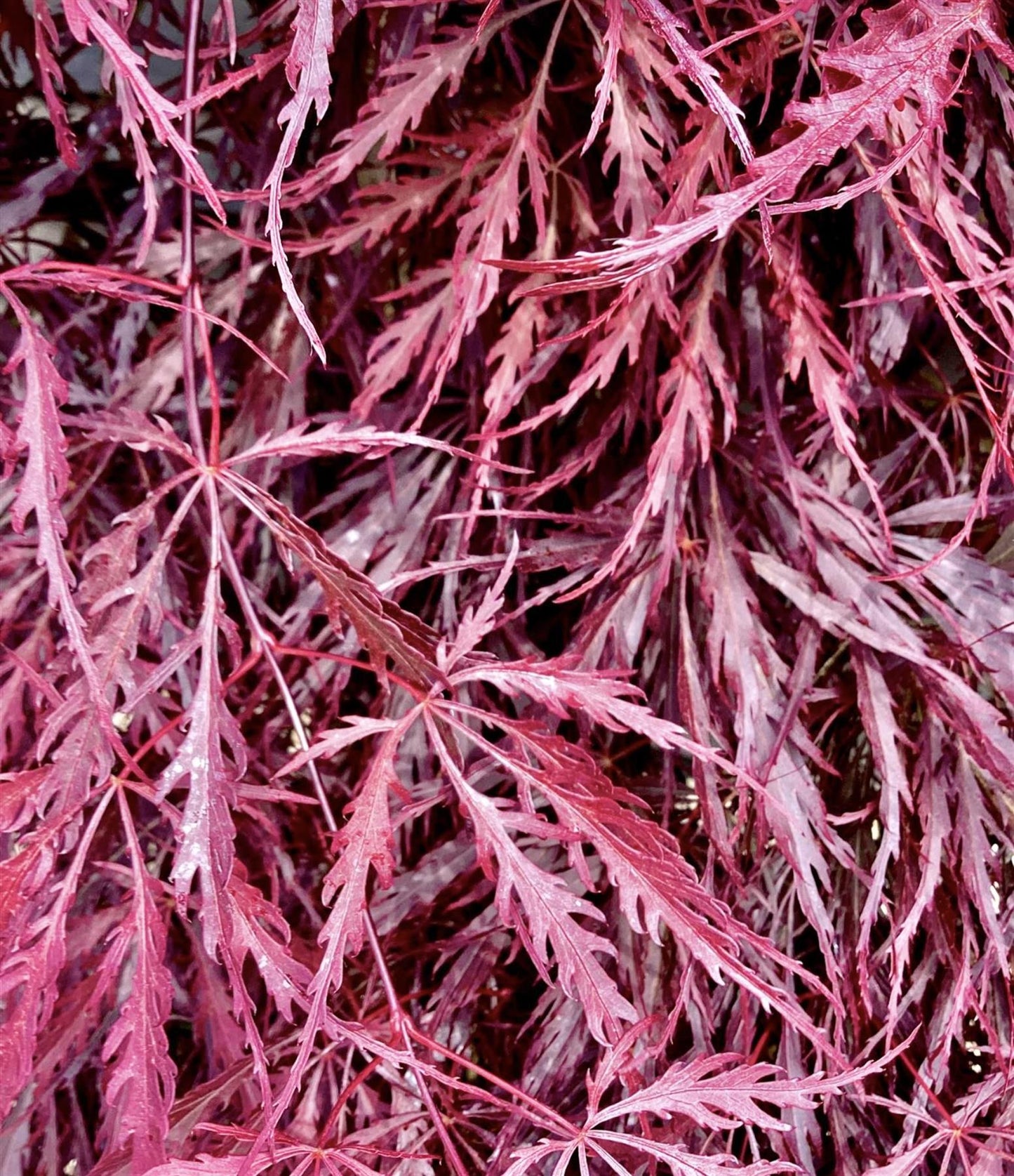 Acer palmatum 'Crimson Queen' | Weeping Japanese Maple - 70lt