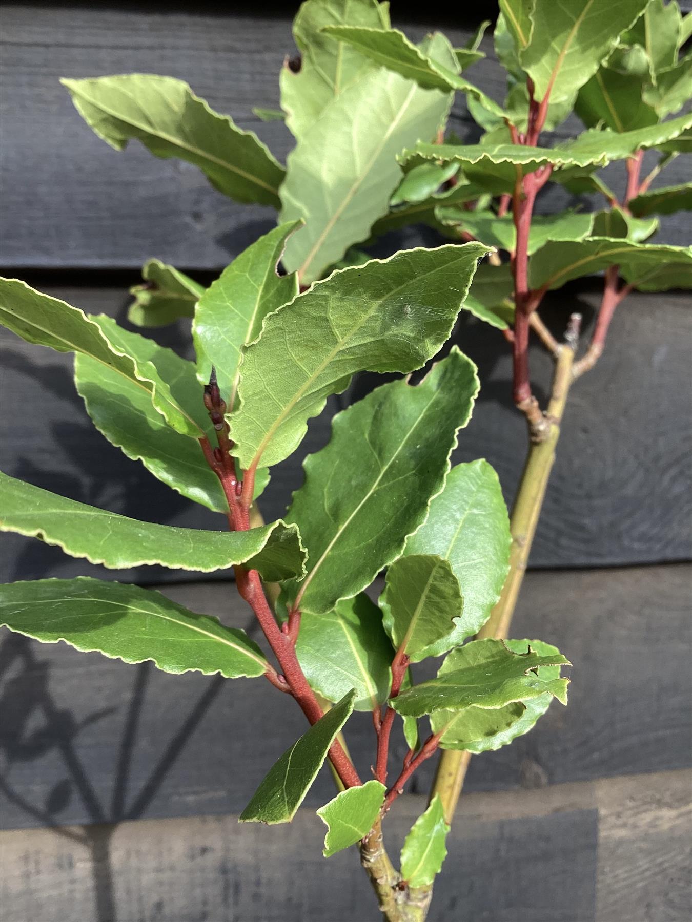 Laurus nobilis | Bay laurel - 100-150cm, 5lt