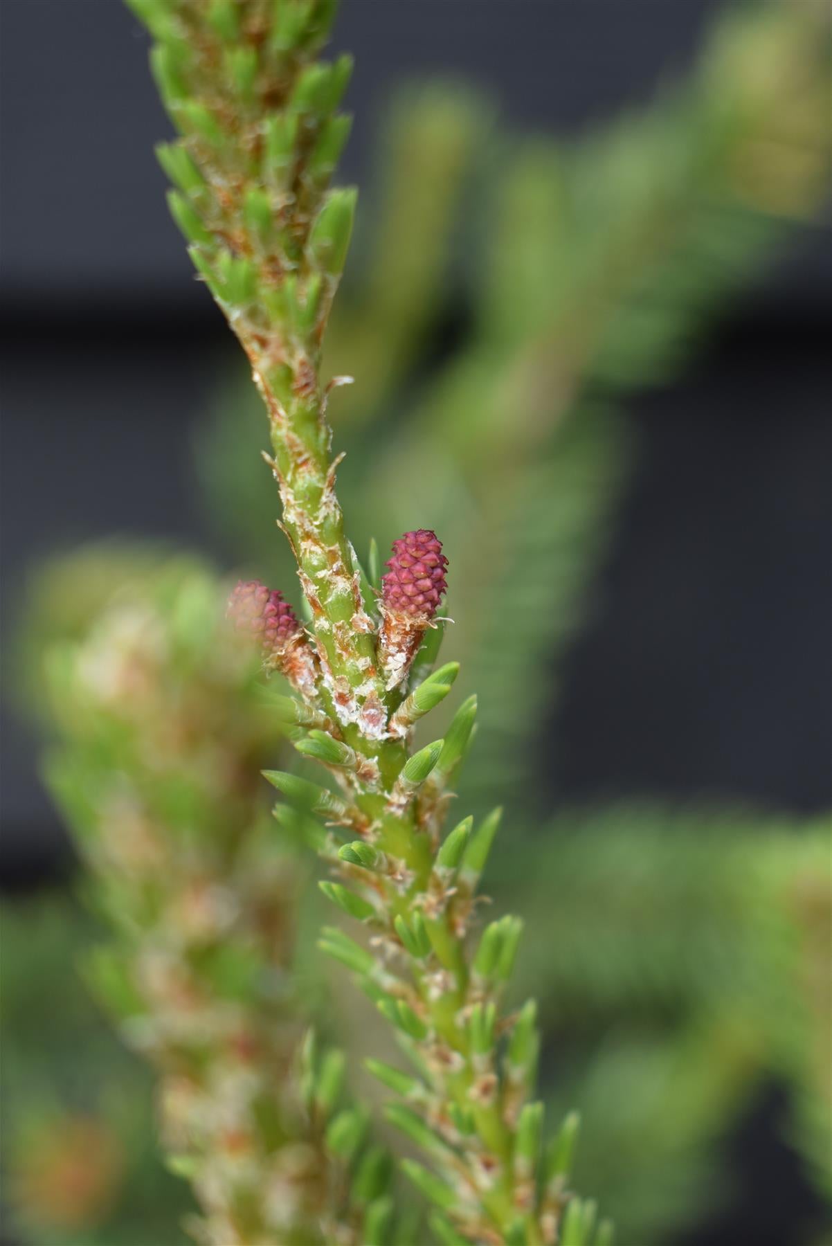 Pinus banksiana 'Velda' | Velda Pine - Height 55-65cm, Width 50cm - 8lt