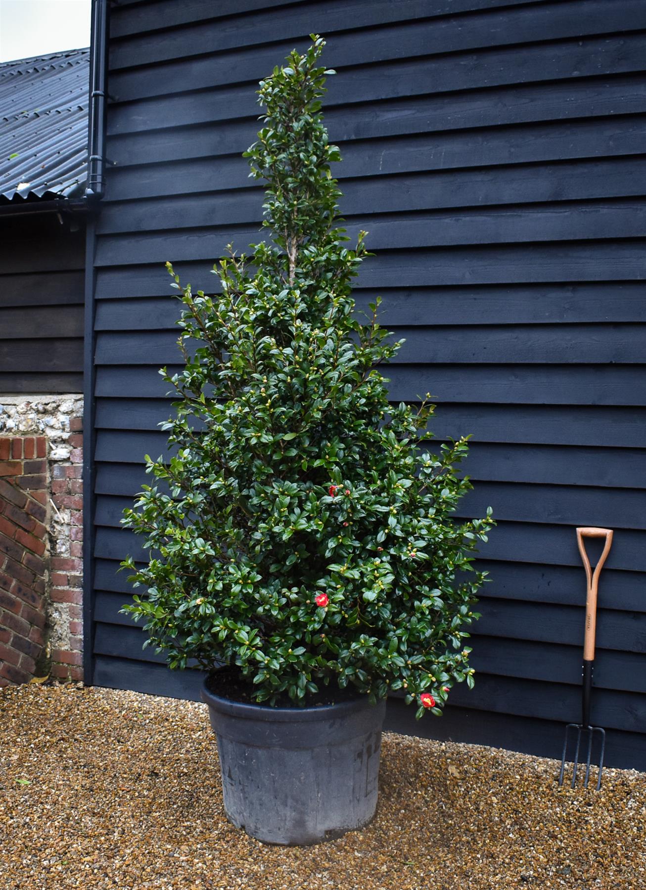 Camellia sasanqua - Bush - Large Shrub - Height 210-220cm - 110lt