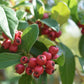 Cotoneaster 'Hybridus Pendulus' | Weeping Cotoneaster - 150-180cm, 10lt