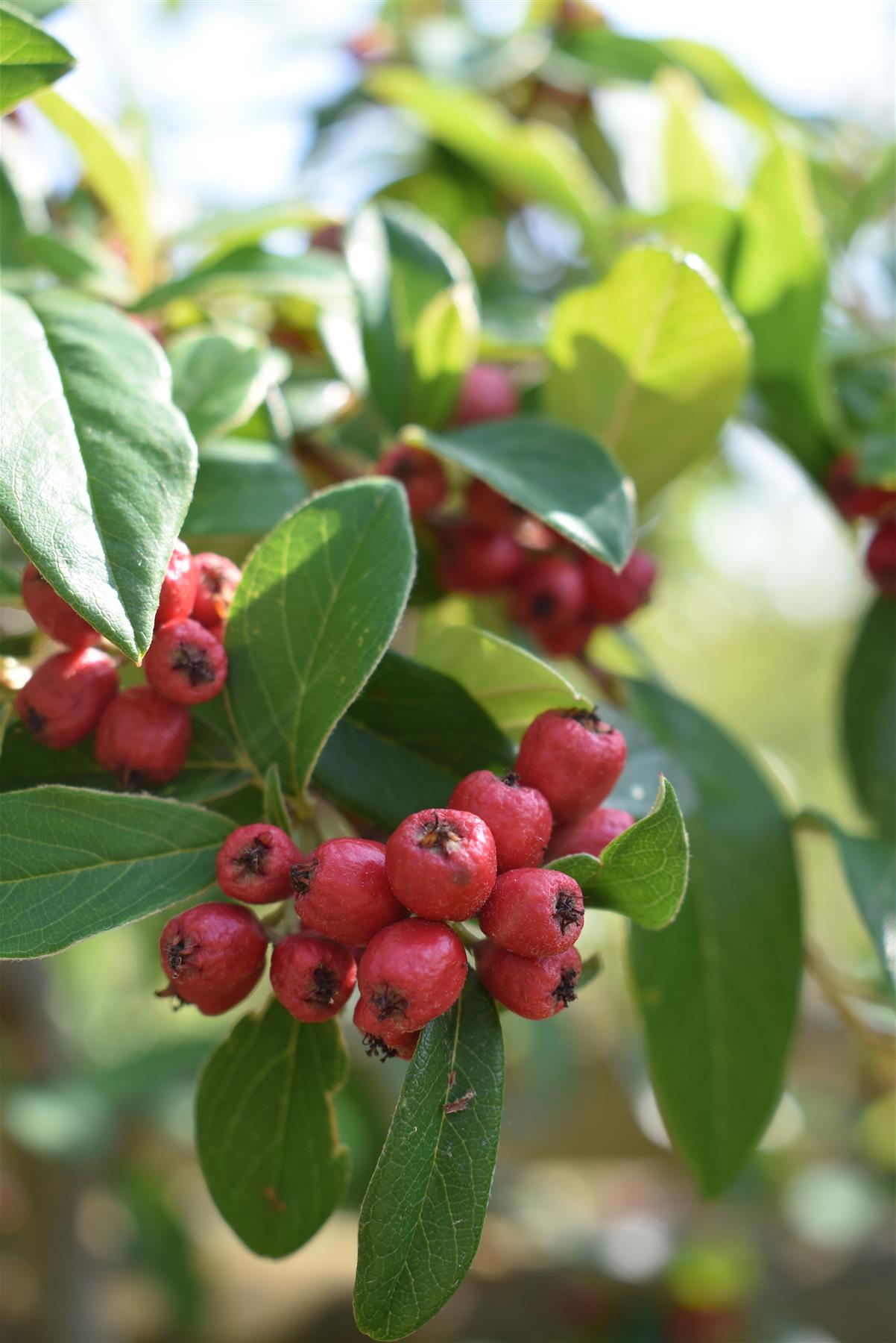 Cotoneaster 'Hybridus Pendulus' | Weeping Cotoneaster - 150-180cm, 10lt