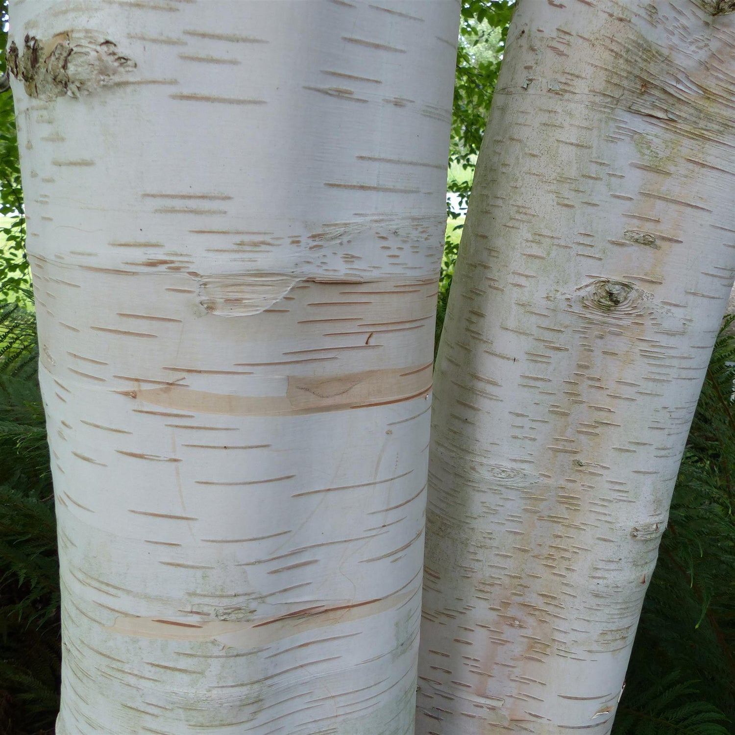 Himalayan Silver Birch - Betula jacquemontii | Himalayan Birch - Height 140-180cm - 10lt