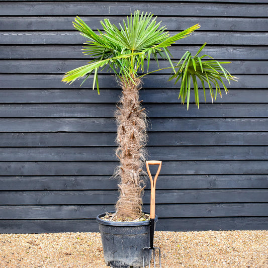 Windmill palm | Trachycarpus fortunei - Stem 130-140cm - Height 180-220cm - 70lt