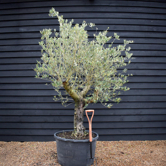 Olive Tree | Olea Europea - Specimen - Straight - Trunk height 60cm - Height 190cm - Girth 55cm - 160lt