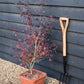 Japanese maple 'Shaina' | Acer palmatum - Bushy - Height 100-130cm - 18-20lt