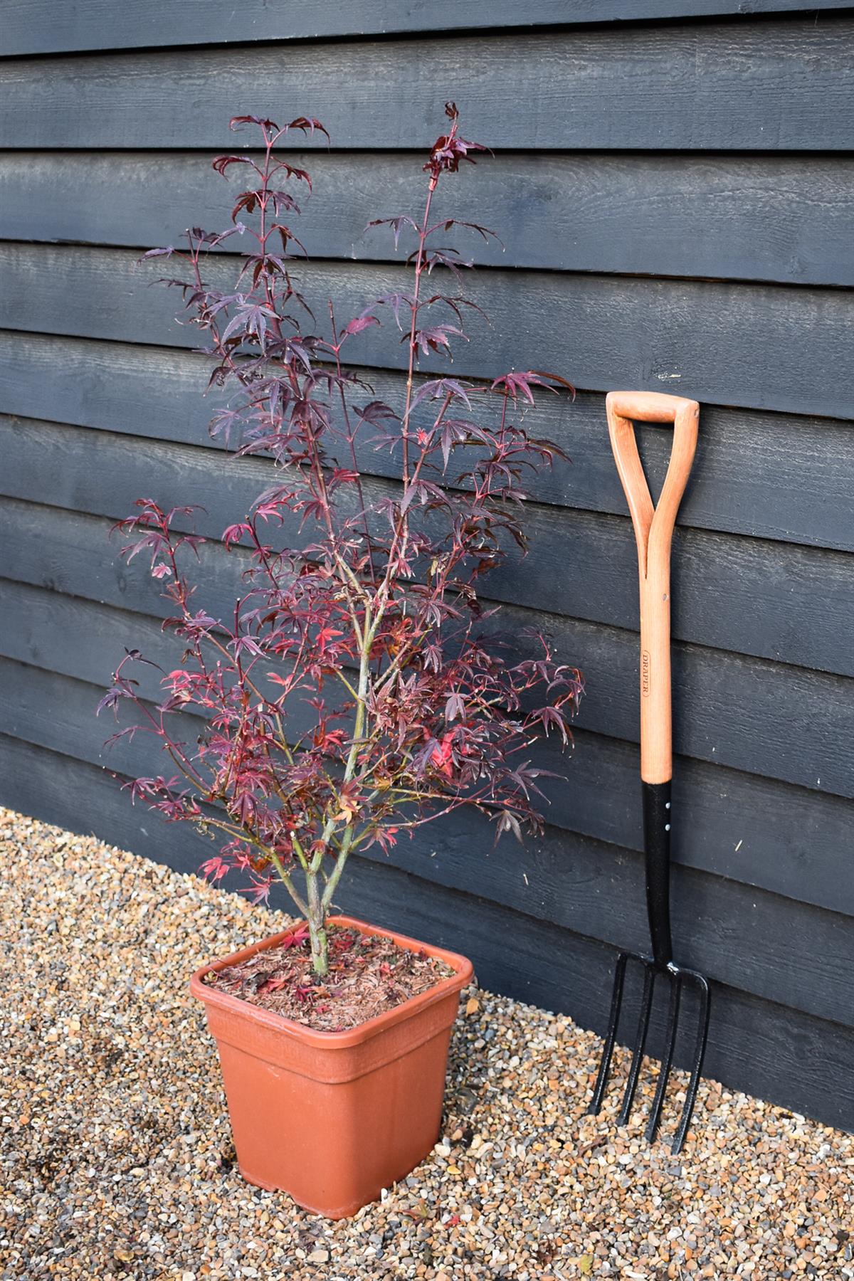 Japanese maple 'Shaina' | Acer palmatum - Bushy - Height 100-130cm - 18-20lt