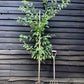 Prunus Nerasifera Pissardii Nigra | Black Cherry Plum - 250-280cm, 10lt